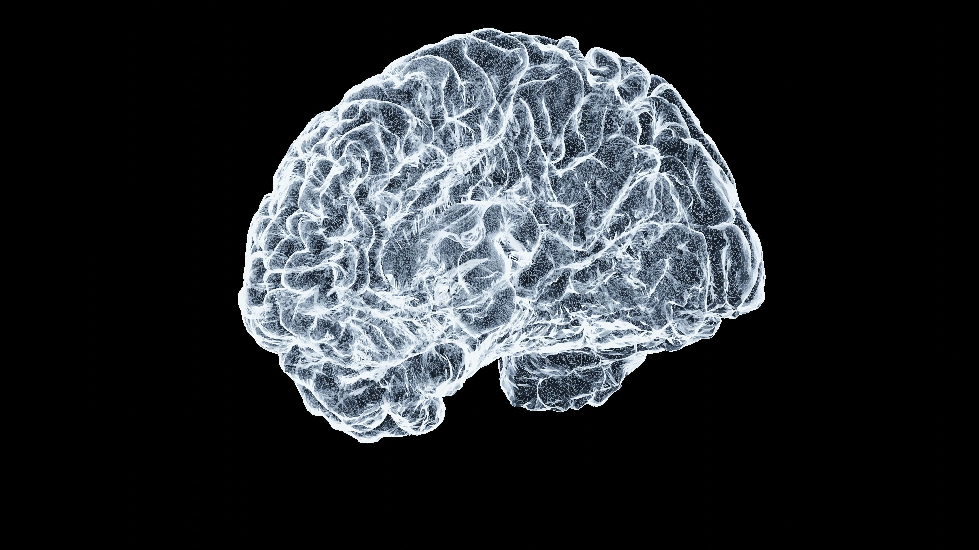 Brain